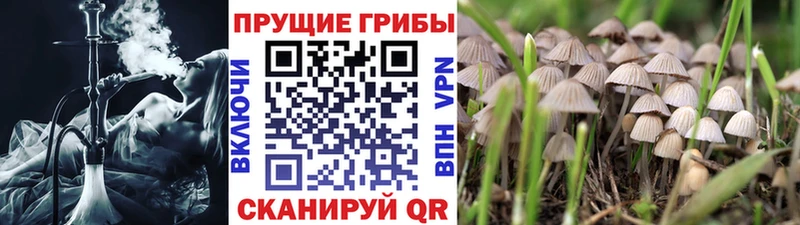 Псилоцибиновые грибы ЛСД Сураж